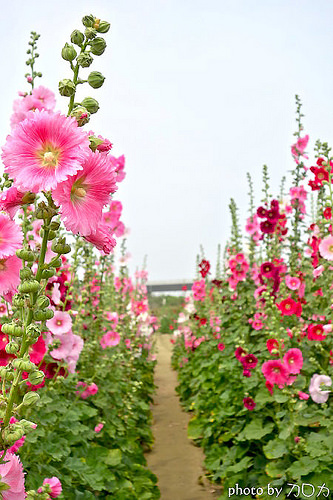01_台南學甲蜀葵花海