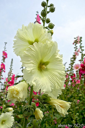 20-2_台南學甲蜀葵花海