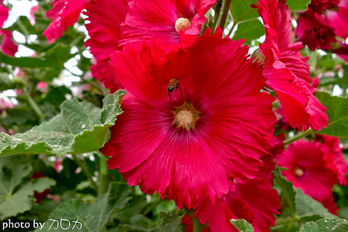 11_台南學甲蜀葵花海
