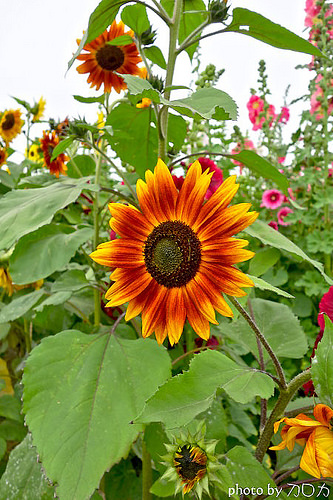 31_台南學甲蜀葵花海