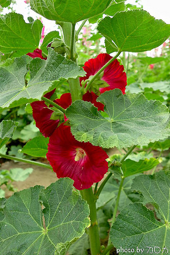 15_台南學甲蜀葵花海