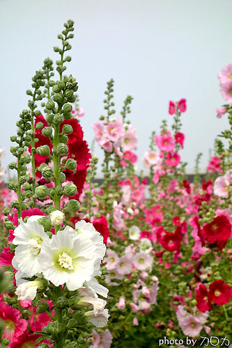 14_台南學甲蜀葵花海
