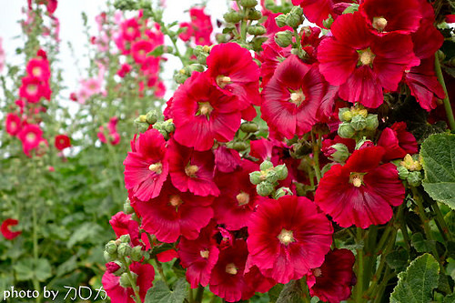 00_台南學甲蜀葵花海