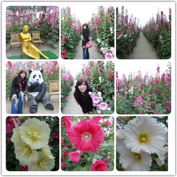 學甲蜀葵花海:這裡像是要通往什麼秘境般的道路,誰來指引我去呢~學甲光華里蜀葵園區