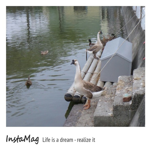 學甲蜀葵花海:這裡像是要通往什麼秘境般的道路,誰來指引我去呢~學甲光華里蜀葵園區