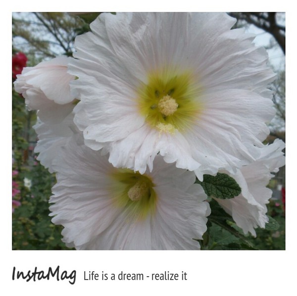 學甲蜀葵花海:這裡像是要通往什麼秘境般的道路,誰來指引我去呢~學甲光華里蜀葵園區