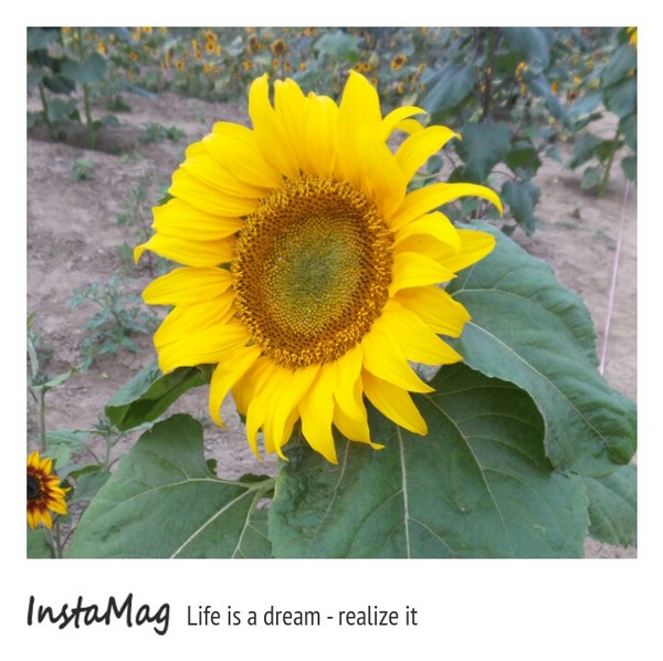 學甲蜀葵花海:這裡像是要通往什麼秘境般的道路,誰來指引我去呢~學甲光華里蜀葵園區