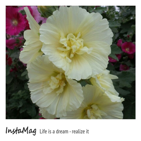 學甲蜀葵花海:這裡像是要通往什麼秘境般的道路,誰來指引我去呢~學甲光華里蜀葵園區