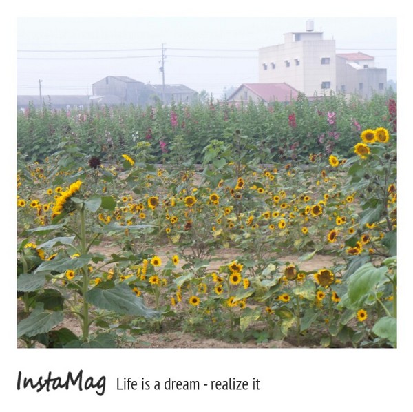 學甲蜀葵花海:這裡像是要通往什麼秘境般的道路,誰來指引我去呢~學甲光華里蜀葵園區