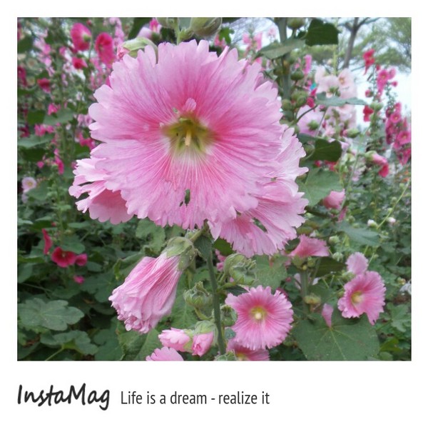 學甲蜀葵花海:這裡像是要通往什麼秘境般的道路,誰來指引我去呢~學甲光華里蜀葵園區