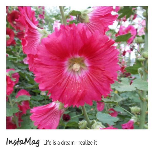 學甲蜀葵花海:這裡像是要通往什麼秘境般的道路,誰來指引我去呢~學甲光華里蜀葵園區