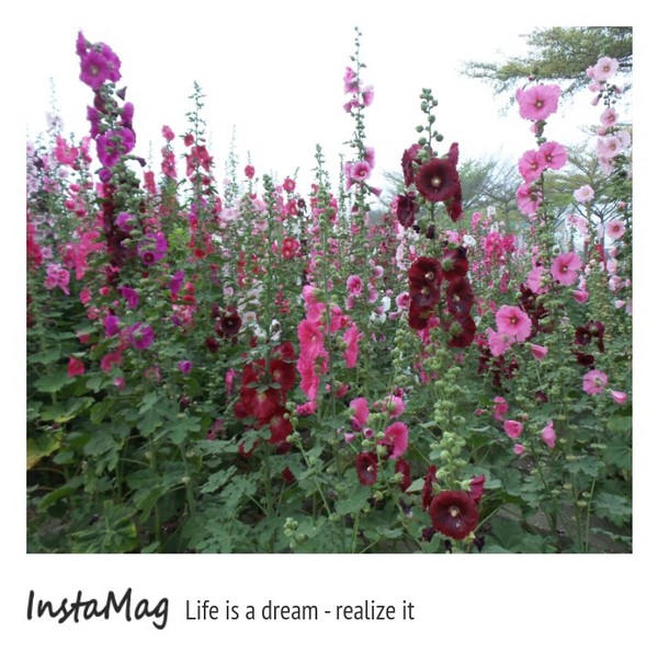 學甲蜀葵花海:這裡像是要通往什麼秘境般的道路,誰來指引我去呢~學甲光華里蜀葵園區