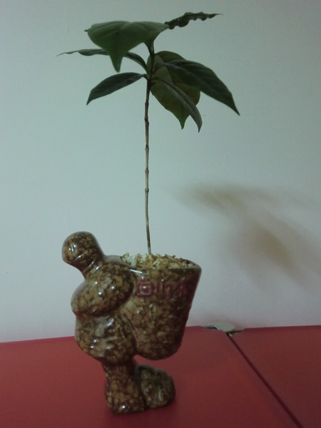 白水木精品咖啡:白水木精品咖啡~