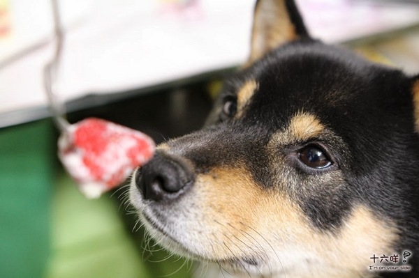 郃嘉烘焙坊：團購美食 郃嘉烘焙坊 北海道雙層草莓蛋糕