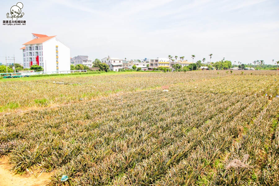 旺萊山鳳梨酥 鳳梨 民雄旅遊 (19 - 52).jpg