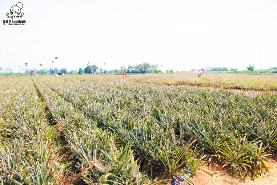 旺萊山鳳梨酥 鳳梨 民雄旅遊 (21 - 52).jpg