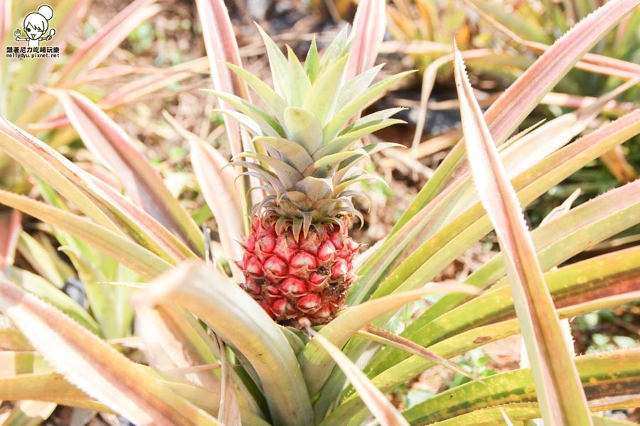 旺萊山鳳梨酥 鳳梨 民雄旅遊 (23 - 52).jpg