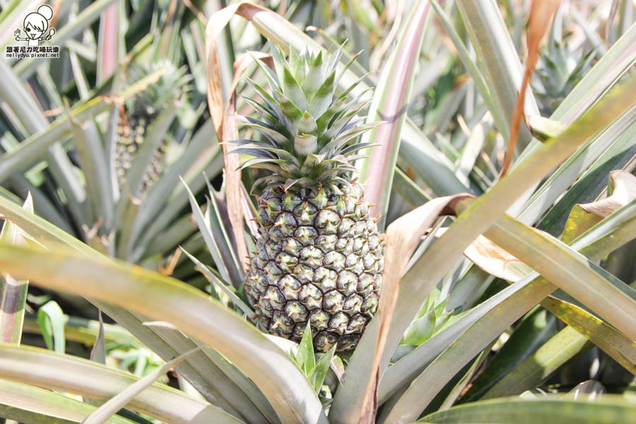 旺萊山鳳梨酥 鳳梨 民雄旅遊 (24 - 52).jpg