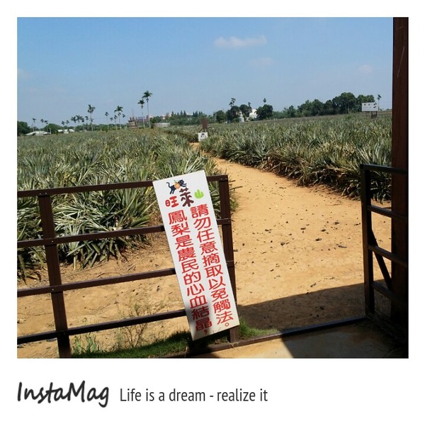 旺萊山觀光工廠:鳳梨打到貓囉~民雄旺萊山鳳梨酥觀光工廠