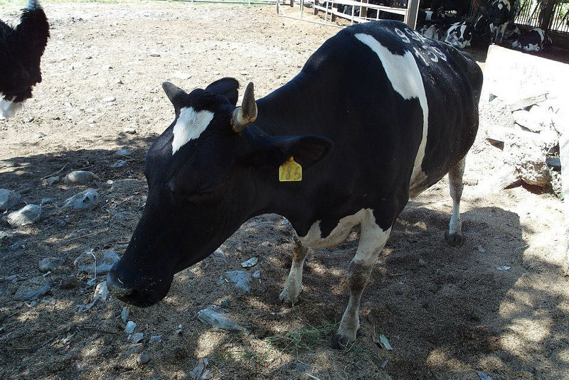 1924368_802033709818425_8573347993335697745_n