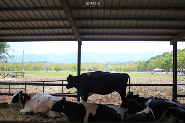 瑞穗牧場-17