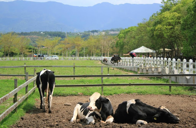瑞穗牧場-16