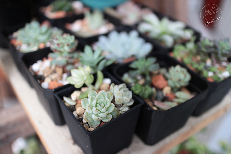 Banbi217 美食旅遊: [台北公館]Pica Pica Café 喜鵲咖啡(Picnic Cafe 野餐咖啡二店)-焦糖肉桂捲(捷運台電大樓站)