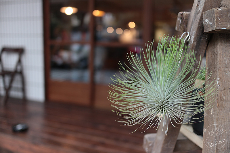 Banbi217 美食旅遊: [台北公館]Pica Pica Café 喜鵲咖啡(Picnic Cafe 野餐咖啡二店)-焦糖肉桂捲(捷運台電大樓站)