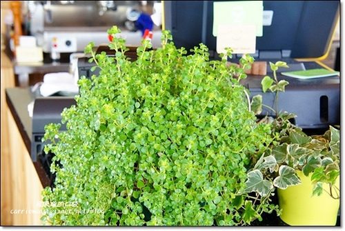 Butterfly Bridge (19)