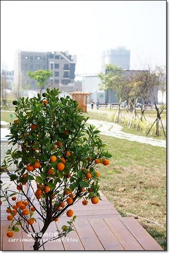 Butterfly Bridge (11)