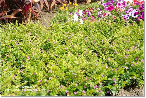 Butterfly Bridge (54)