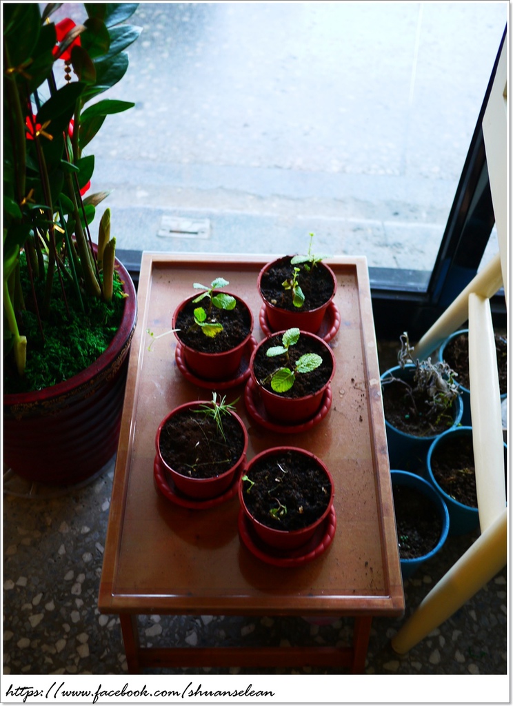 灣島甲早頓 031.jpg