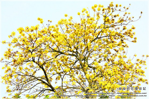 嘉義大學蘭潭校區：【嘉義】東區。國立嘉義大學 蘭潭校區