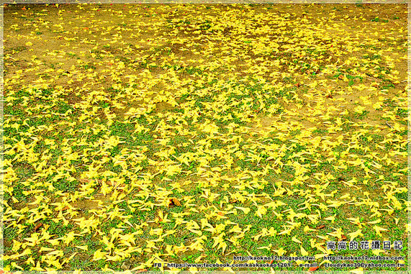 嘉義大學蘭潭校區：【嘉義】東區。國立嘉義大學 蘭潭校區