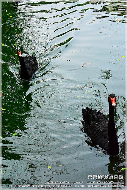 嘉義大學蘭潭校區：【嘉義】東區。國立嘉義大學 蘭潭校區