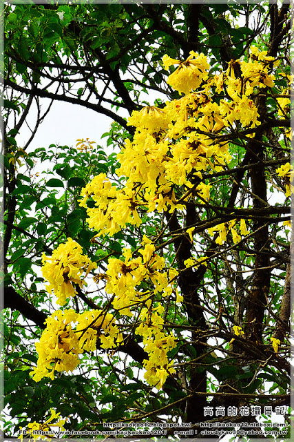 嘉義大學蘭潭校區：【嘉義】東區。國立嘉義大學 蘭潭校區