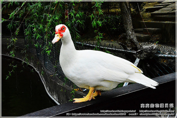 嘉義大學蘭潭校區：【嘉義】東區。國立嘉義大學 蘭潭校區