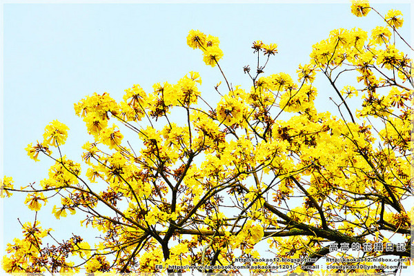 嘉義大學蘭潭校區：【嘉義】東區。國立嘉義大學 蘭潭校區