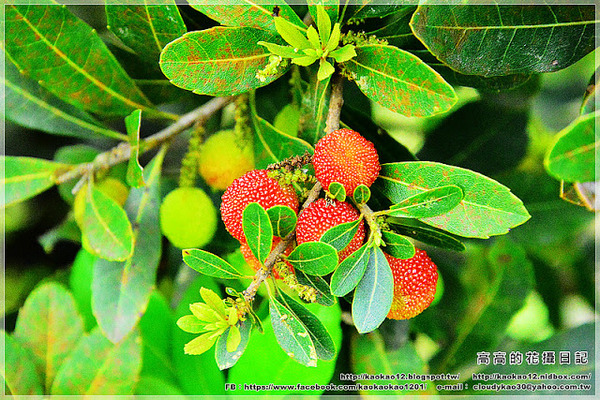 嘉義大學蘭潭校區：【嘉義】東區。國立嘉義大學 蘭潭校區