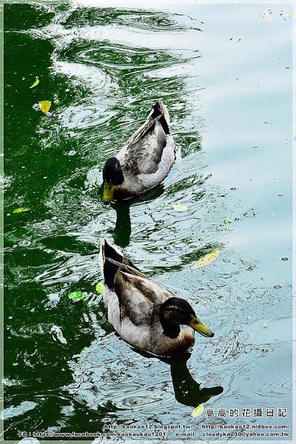 嘉義大學蘭潭校區：【嘉義】東區。國立嘉義大學 蘭潭校區