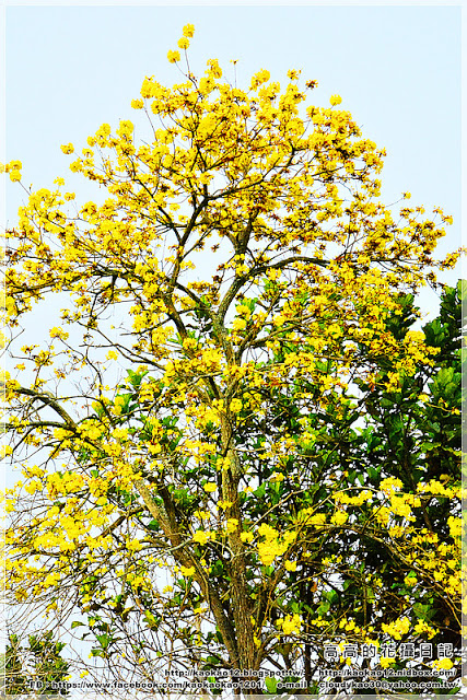 嘉義大學蘭潭校區：【嘉義】東區。國立嘉義大學 蘭潭校區