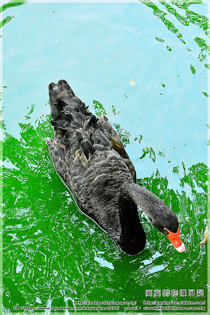 嘉義大學蘭潭校區：【嘉義】東區。國立嘉義大學 蘭潭校區