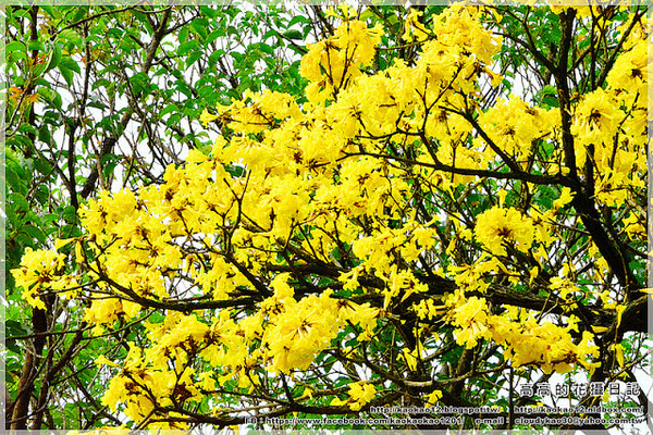 嘉義大學蘭潭校區：【嘉義】東區。國立嘉義大學 蘭潭校區