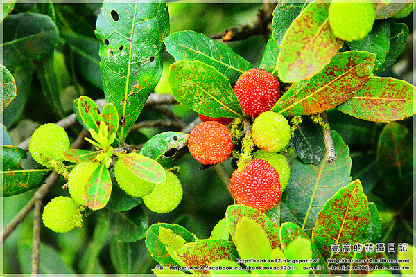嘉義大學蘭潭校區：【嘉義】東區。國立嘉義大學 蘭潭校區