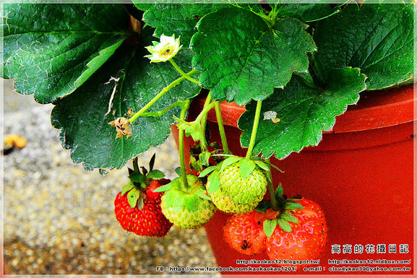 嘉義大學蘭潭校區：【嘉義】東區。國立嘉義大學 蘭潭校區