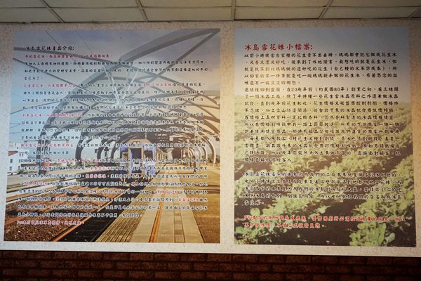 冰島雪花妹：【宜蘭】冰島雪花妹。CP值高高。喚起我的冰品魂。美味雪花冰