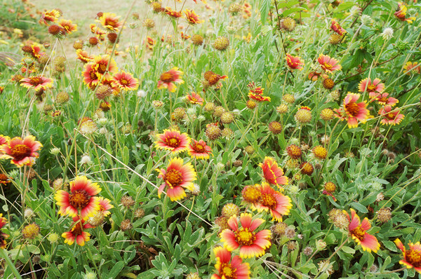 語榕花園民宿：馬公♬花火節預備備：體驗澎湖的海、風與熱情！讓旅人感同返家般舒適溫暖的落腳處　語榕花園民宿