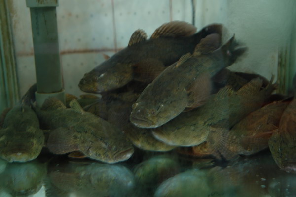 英賓海產餐廳：英賓海產餐廳--布袋港的老字號--蚵仔麵線不如前