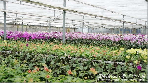 金車蘭花園(員山園)：【宜蘭/員山鄉】美不勝收~金車蘭花園