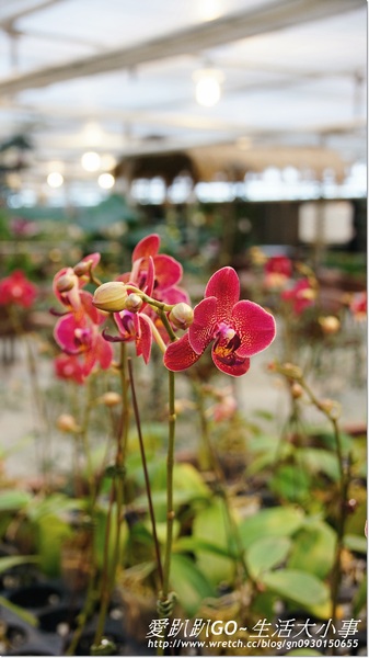 金車蘭花園(員山園)：【宜蘭/員山鄉】美不勝收~金車蘭花園